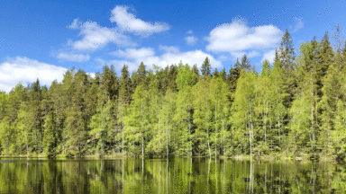 Photo: trees on a lakeside